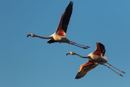 Low Angle View Of Greater Flamingo Flying In Sky
