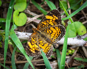 Pearl Crescent Butterfly along the nature trail in Pearland!