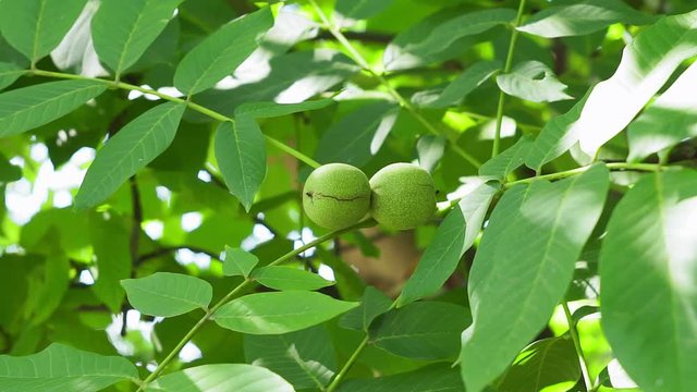 walnuts ripen, on branch of tree with green leaves close-up with rays.