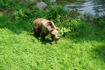 Duży niedźwiedź brunatny na zielonej trawie w sloneczny dzień - obrazy, fototapety, plakaty