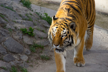 tiger walking on a summer day