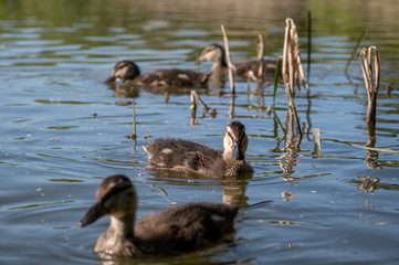 Older mallard ducklings with adult feather plumage starting to show