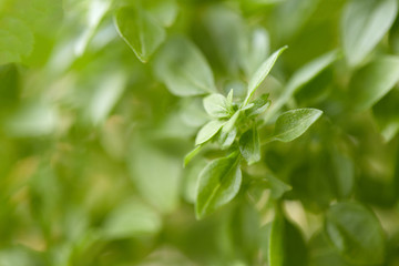 Fragrant basil close-up, microgreens, macro photo.
