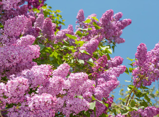  Flowers of purple lilac. Flowering lilac tree in garden on spring day, background of blue sky