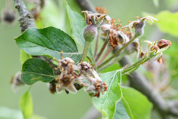 Detail of the apple blossom when the fruit begins to form