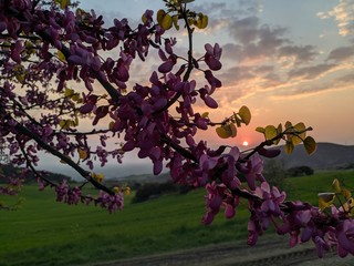 pink blossom in sunset