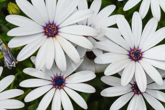 Close-up of the African Daisy in full bloom