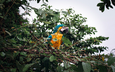 Blue and yellow macaw