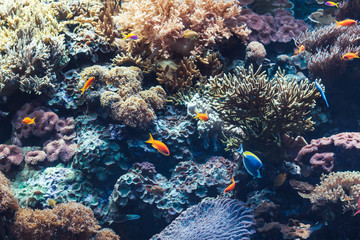 Beautiful landscape of tropical submarine life under the sea in the aquarium with colorful fishes and corals 