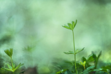 green plant in the morning, vintage lens rendering
