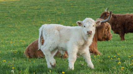 Closeup Portrait of beautiful small white calf cow on a highland cattle farm.
