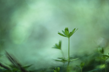 green plant in the morning, vintage lens rendering