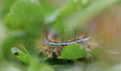 Lackey moth larva