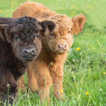 Closeup Portrait of two beautiful small brown and black calfs cows on a highland cattle farm.