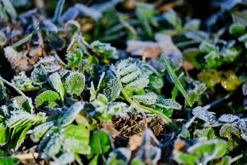 Frosted Plant 