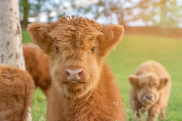 Closeup Portrait of beautiful small brown calf cow on a highland cattle farm. - obrazy, fototapety, plakaty