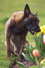 Funny Belgian Shepherd dog Malinois sitting outdoors in a park sniffing a tulip flower in spring