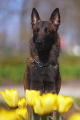 The portrait of a young Belgian Shepherd dog Malinois with a chain collar posing outdoors sitting in yellow tulip flowers in spring