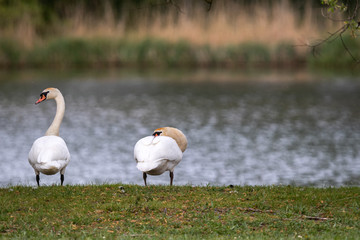 Schwäne an der Donau