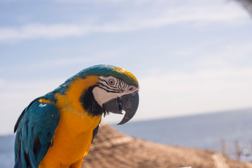 beautiful portrait of a macaw parrot on the background of the sea