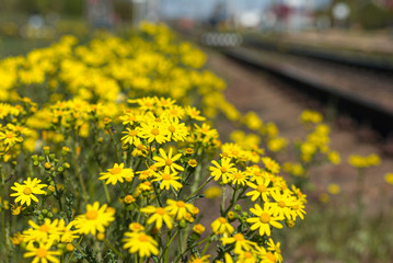Senecio vulgaris flowered at the train station