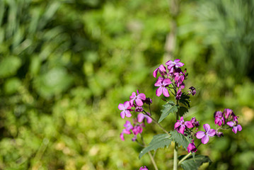 Fototapeta premium Lunaria annua purple flowers blurred green background