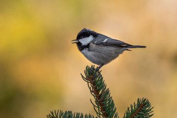 Coal tit (Periparus ater) sitting on a tip of a branch in the forest. Small songbird with black cap singing from a pine tree with soft orange background. Wildlife scene from nature. Czech Republic