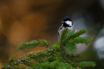 Coal tit (Periparus ater) sitting on a tip of a branch in the forest. Small songbird with black cap singing from a pine tree with soft orange background. Wildlife scene from nature. Czech Republic
