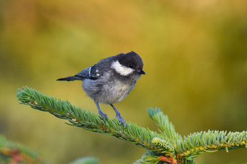 Coal tit (Periparus ater) sitting on a tip of a branch in the forest. Small songbird with black cap singing from a pine tree with soft orange background. Wildlife scene from nature. Czech Republic