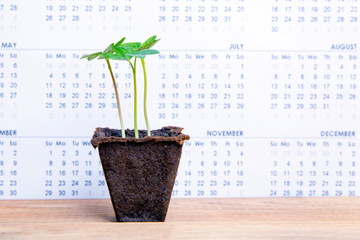 Flower in a peat pot on a calendar background