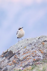 Northern Wheatear (Oenanthe oenanthe) standing in the low grass. Small songbird with white stripe on its head and brown back on a soft background. Wildlife scene from nature. Georgia