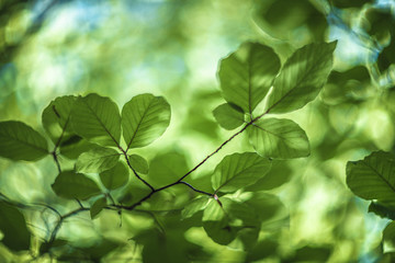 green leaves background in the sunlight