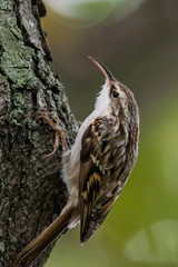 Short-toed Treecreeper (Certhia brachydactyla) feeding on a tree with green background. Cute songbird in the forest with soft background. Wildlife scene from nature. Czech Republic
