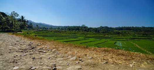Beautiful green vibrant rice paddies next to Slamet volcano also stone paved old road is seen near in Central java