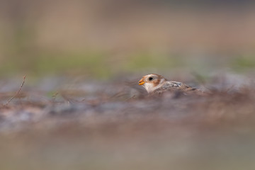 Snow bunting (Plectrophenax nivalis) sitting on a rock and resting during migration. Beautiful songbird in its habitat. Portrait of a cute bird from far north. Czech Republic