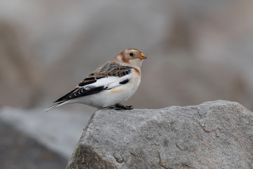 Snow bunting (Plectrophenax nivalis) sitting on a rock and resting during migration. Beautiful songbird in its habitat. Portrait of a cute bird from far north. Czech Republic