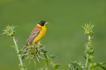 Fototapeta premium Black headed Bunting (Emberiza melanocephala) singing from a beautiful thistle with soft green background. Cute songbird in its grassy habitat. Georgia