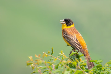 Black headed Bunting (Emberiza melanocephala) singing from a beautiful bush with soft green background. Cute songbird in its grassy habitat. Georgia