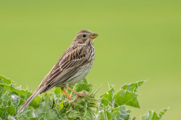 Fototapeta premium Corn Bunting (Miliaria calandra) sitting on a green bush. Beautiful songbird perched with a soft green background. Nice portrait of a rare songbird. Georgia