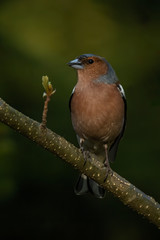 Common Chaffinch (Fringilla coelebs) sitting on a branch in the dark forest. Portrait of a beautiful forest bird. Wild songbird in its habitat. Czech Republic