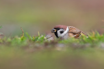 Eurasian tree sparrow (Passer montanus) feeding in the grass. Beautiful songbird in golden colours. Czech Republic
