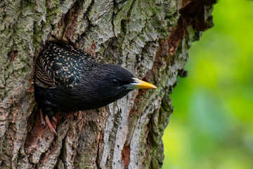Common Starling (Sturnus vulgaris) looking out of it's nest. Beautiful bird on a tree in the forest. Czech Republic