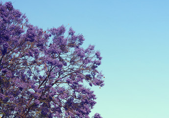 colorful tree with foliage full of purple flowers and clear blue sky in the background - spring wallpaper blossom