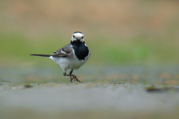 White Wagtail (Motacilla alba) walking in grassy mud and feeding. Cute songbird on a beautiful lake with tiny flies around it. Czech Republic