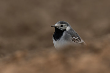White wagtail (Motacilla alba) sitting on a muddy hill. Cute songbird in brown environment. Wildlife scene from nature. Czech Republic