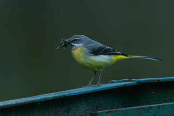 Grey wagtail (Motacilla cinerea) sitting on concrete block with dark background. Colorful songbird eating insects. Czech Republic