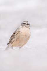 Water Pipit (Anthus spinolleta blakistoni) standing in the snow. Cute songbird in the mountains. Georgia