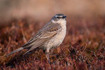 Water Pipit (Anthus spinoletta) standing in the red moss. Beautiful songbird in red environment. Czech Republic