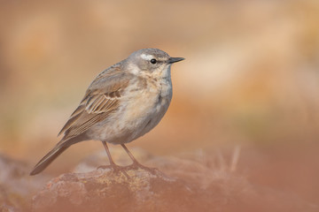 Water Pipit (Anthus spinolleta) standing on a rock in the mountains. Beautiful bird with soft yellow background. Czech Republic