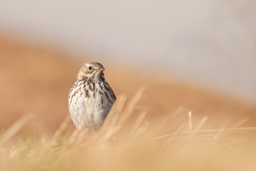 Meadow Pipit (Anthus pratensis) sitting in the grass in morning light. Beautiful songbird with soft background in the mountains. Czech Republic